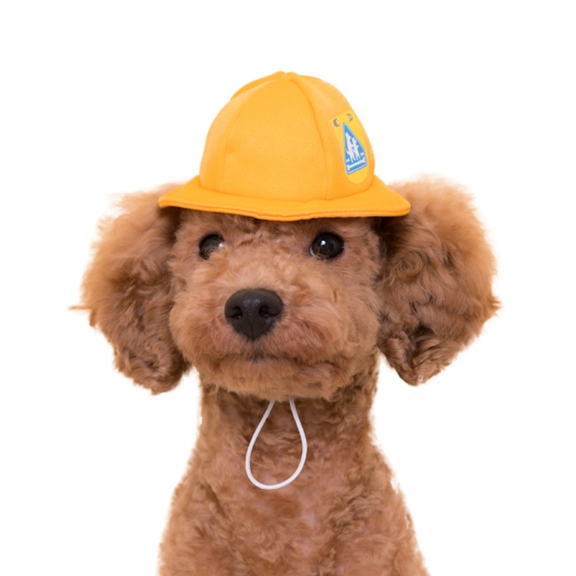 「狗狗頭套扭蛋」第三彈!化身小一犬生上學去