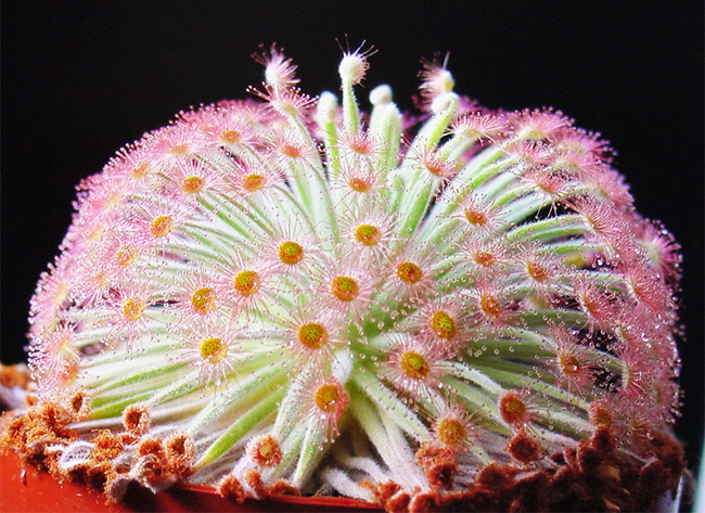 春夏居家除蟲幫手!4 種常見食蟲植物