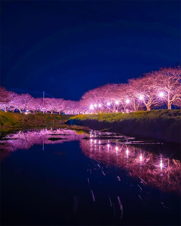 美到不可思議的粉色系花海!九州福岡博多市的海の中道海濱公園櫻花、粉蝶花盛放