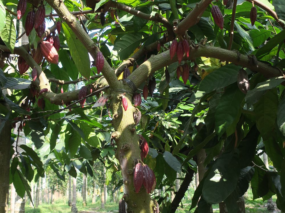 沖繩「喝的選品店 LIQUID」推可可工藝琴酒 T CACAO GIN 選用屏東可可為風味來源