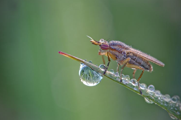 如水晶藝品般的昆蟲微距攝影
