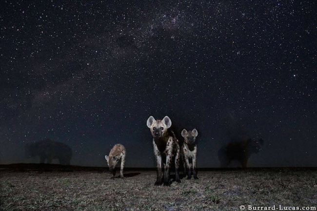 星空下野性畢露！非洲動物的半暝仔外拍