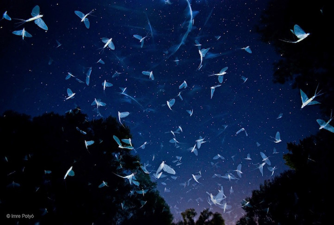 美,源自本性!搶先釋出 2016 野生動物攝影大賽候選