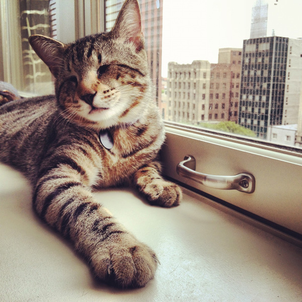 請準備好被萌到!網路上紅到發紫的 6 大名貓