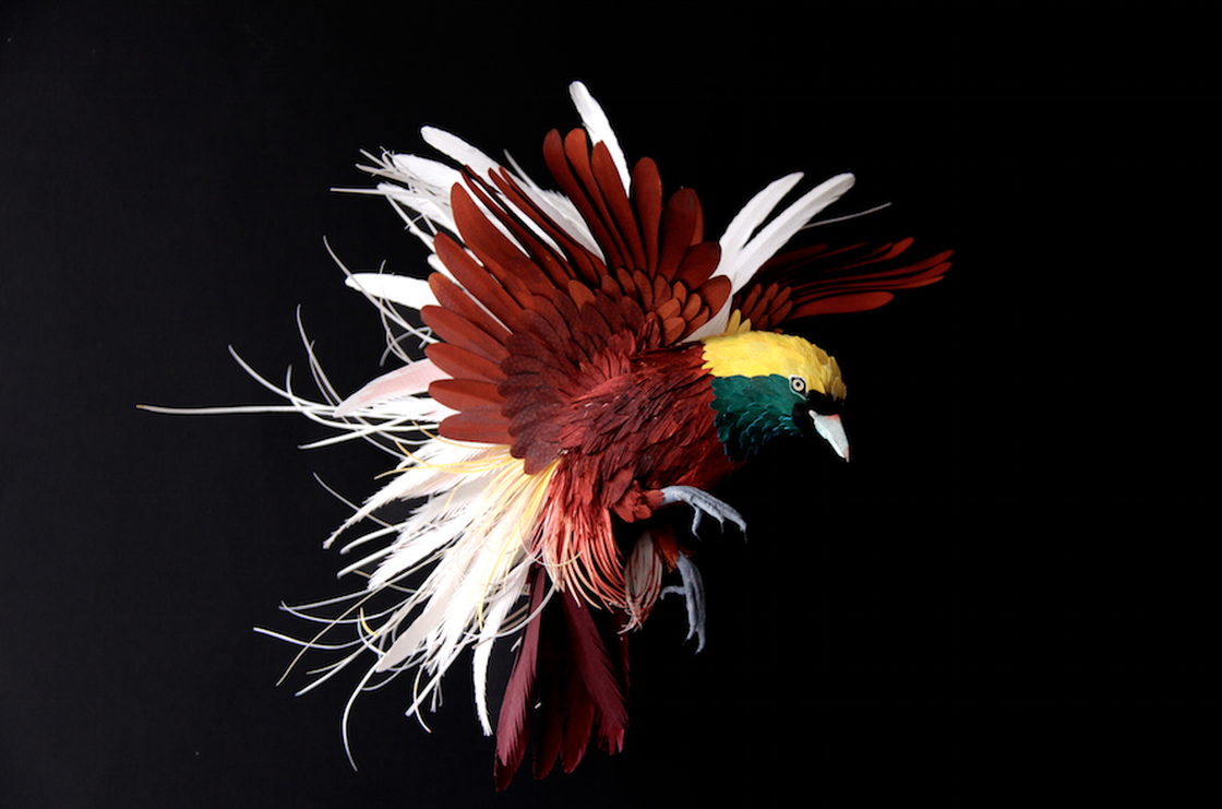 栩栩如生鳥類紙雕！哥倫比亞藝術家Diana Beltran Herrera巧手下的動物紙雕創作