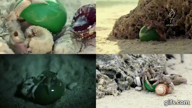 垃圾屋再見！房地產買賣公司的新客戶──寄居蟹