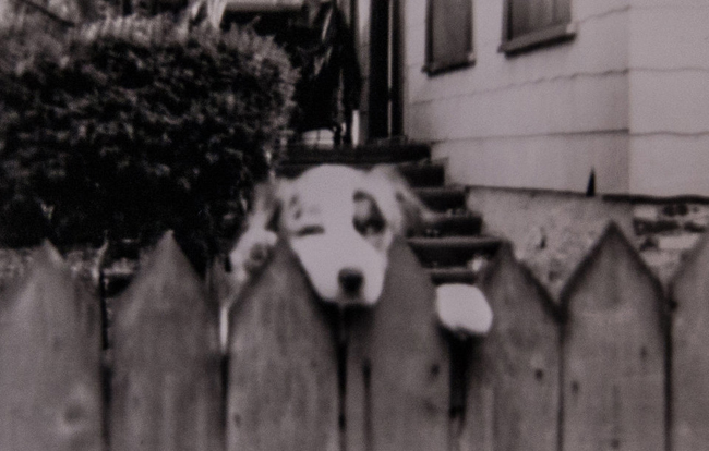 蹩腳相機攝影大賽，低科技也能拍出好作品