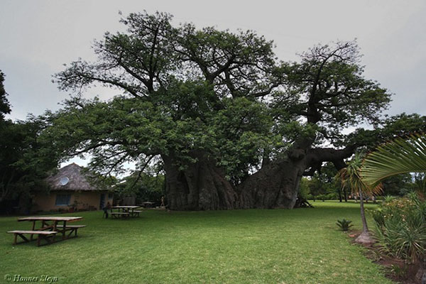 6000-year-old-south-african-baobab-tree-bar-1.jpg