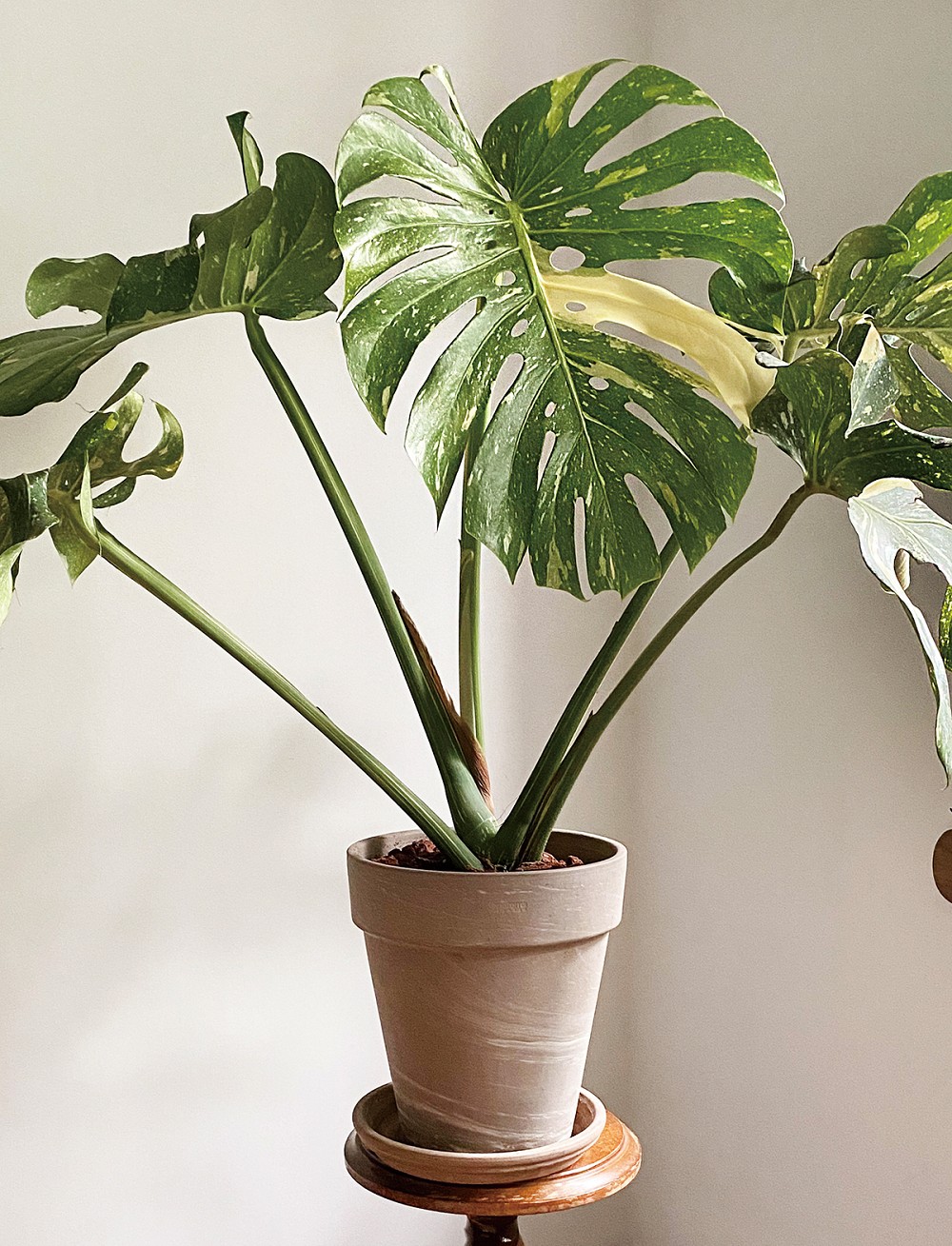 夏天植栽推薦！植物風格師Yuty的夏日綠意植物養護、空間佈置心法