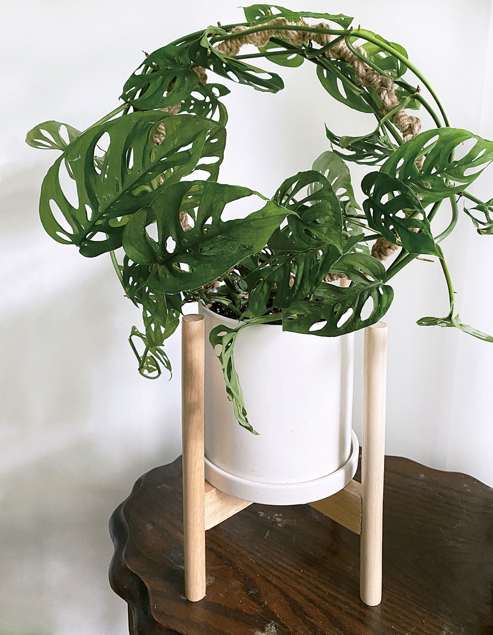 夏天植栽推薦！植物風格師Yuty的夏日綠意植物養護、空間佈置心法