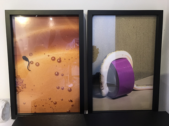 都市中的自然生態攝影 關於大野真人的「動」物寫真