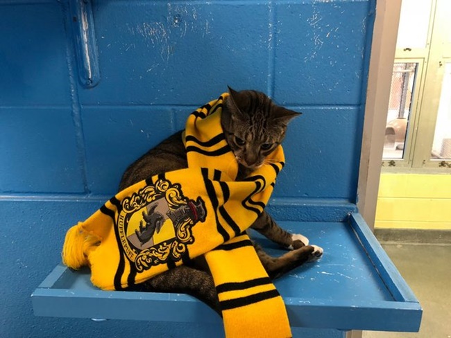 流浪動物收容所出新招！狗狗也要參加霍格華茲分類儀式