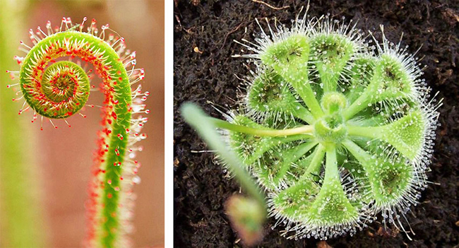 春夏居家除蟲幫手!4 種常見食蟲植物