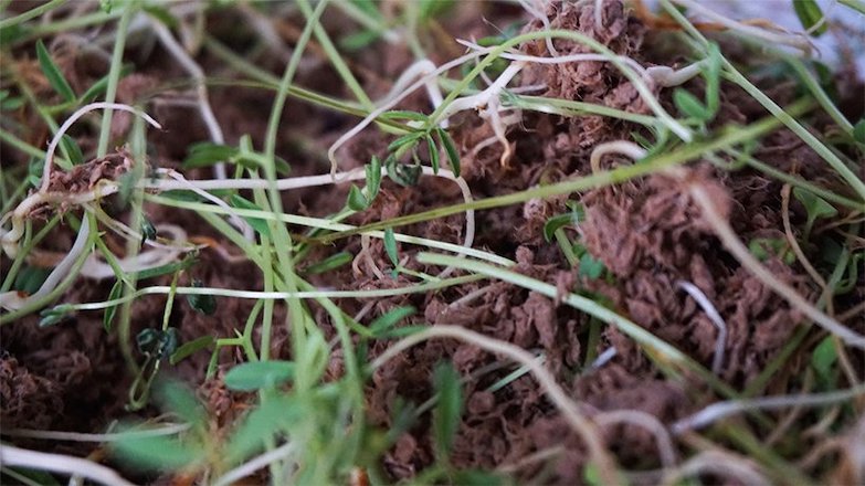 包裝 = 種籽＋土壤？希臘設計師創意打造會發芽的超「生氣」環保雞蛋盒 biopack！