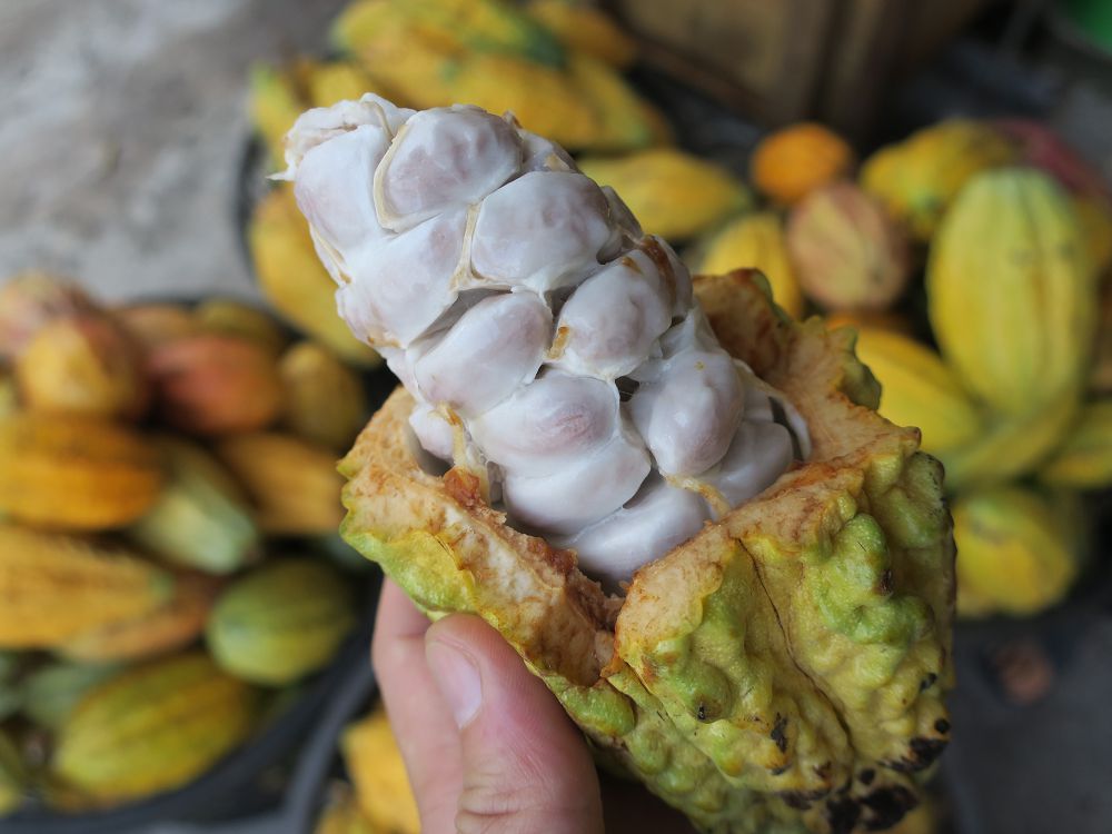 沖繩「喝的選品店 LIQUID」推可可工藝琴酒 T CACAO GIN 選用屏東可可為風味來源