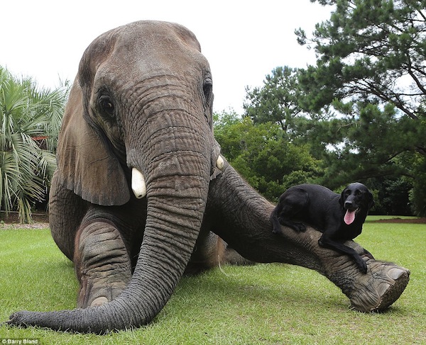 拉不拉多表示:大象叔叔陪我一起玩丟球!