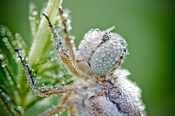 如水晶藝品般的昆蟲微距攝影