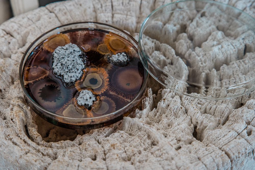 絕美微觀玻璃擴香座！The New Normal氣味培養皿、蜂巢擴香石共譜沉浸嗅覺體驗