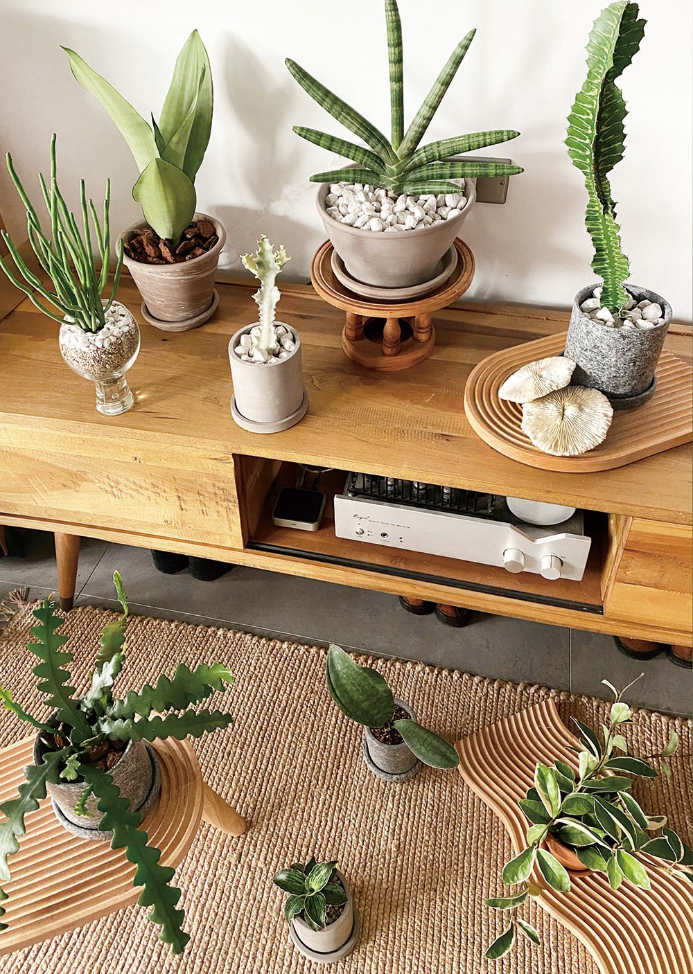 夏天植栽推薦！植物風格師Yuty的夏日綠意植物養護、空間佈置心法