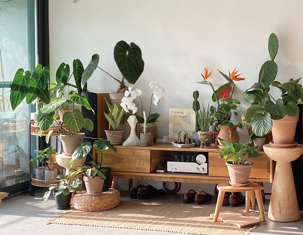 夏天植栽推薦！植物風格師Yuty的夏日綠意植物養護、空間佈置心法