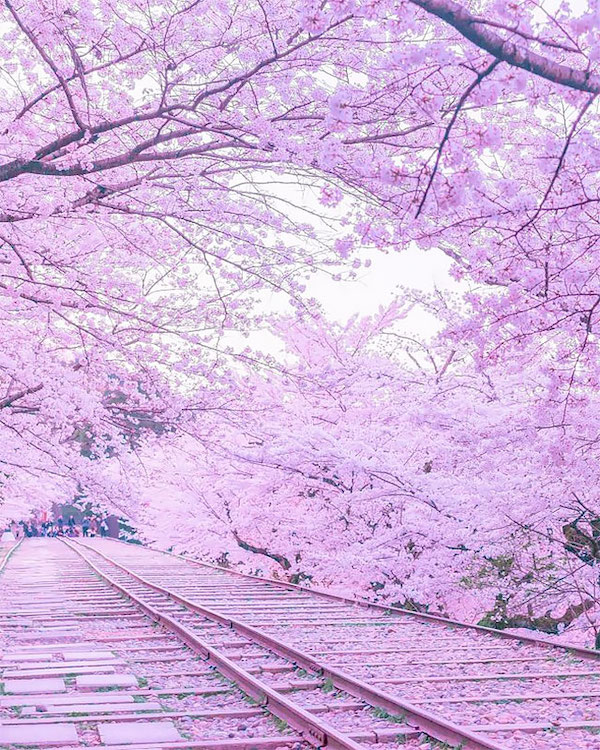 美到不可思議的粉色系花海!九州福岡博多市的海の中道海濱公園櫻花、粉蝶花盛放