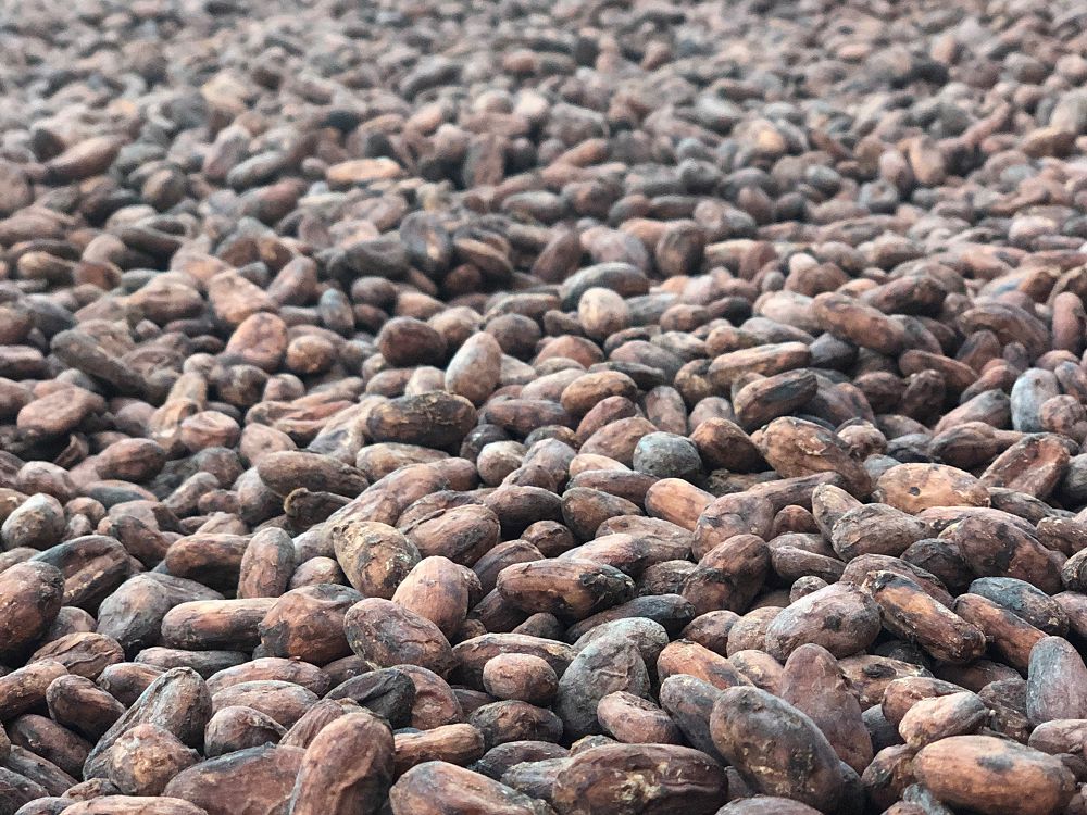 沖繩「喝的選品店 LIQUID」推可可工藝琴酒 T CACAO GIN 選用屏東可可為風味來源