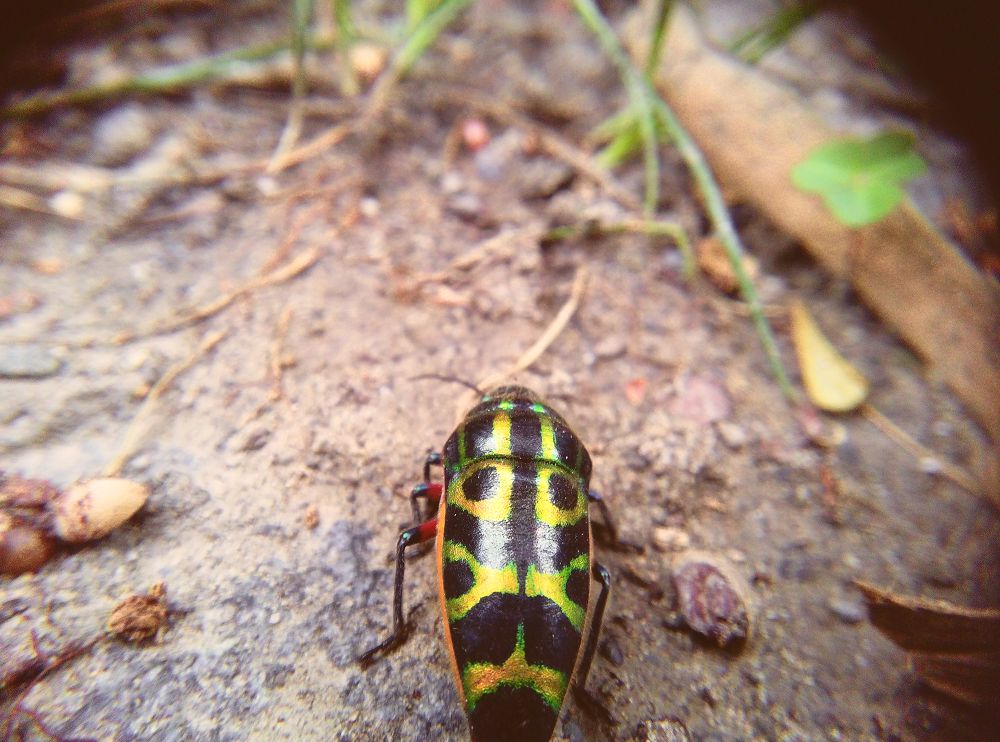 花玻璃紋、柚葉躍上紙相機！台泰設計師「Thinkk & SHOOT」環保相機於松菸風格店家上市