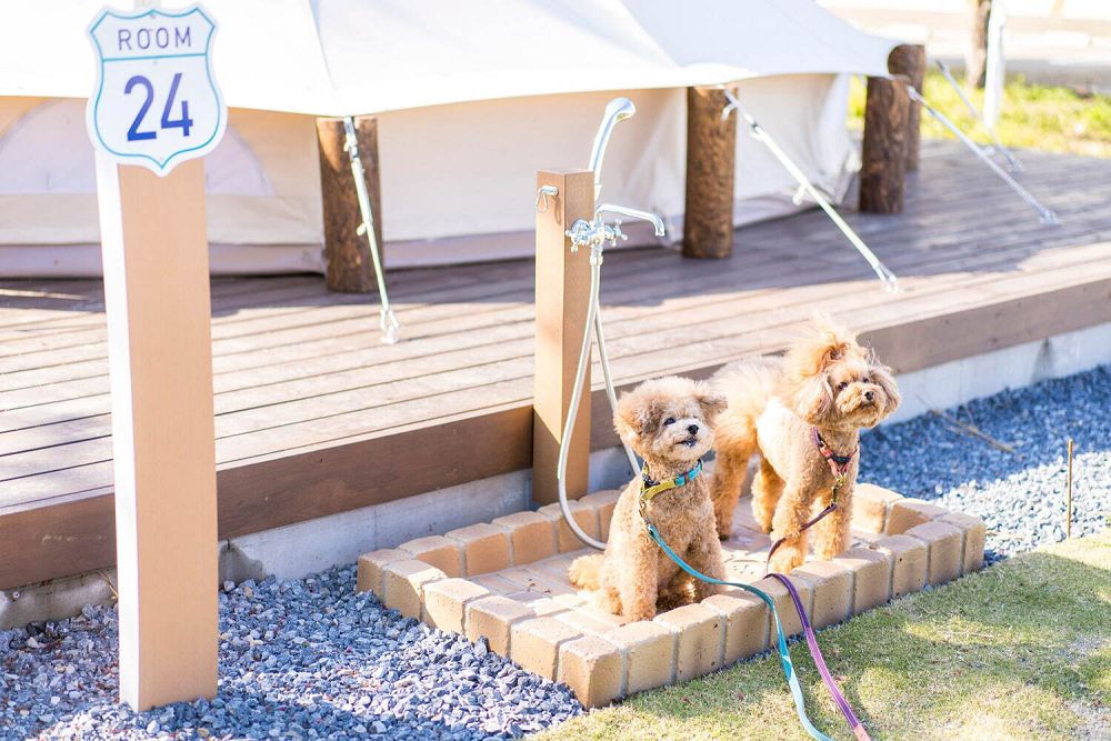 廢校變身Glamping露營！日本千葉「高瀧湖豪華露營度假村」集結圓頂帳篷、浴場設施