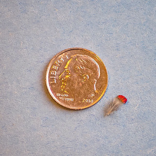 森林女神降臨！Tracy Johnson 的「瘋」鳥特寫