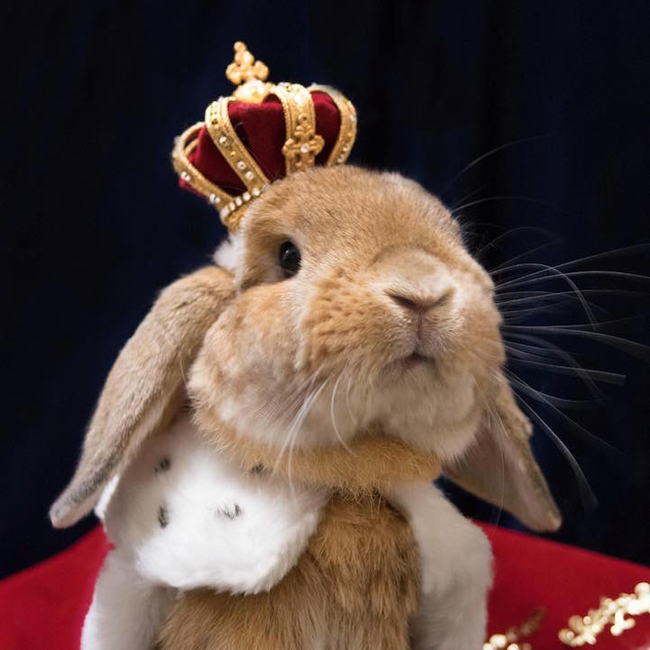 人類快膜拜吧！名模兔 PuiPui 的時尚寶典