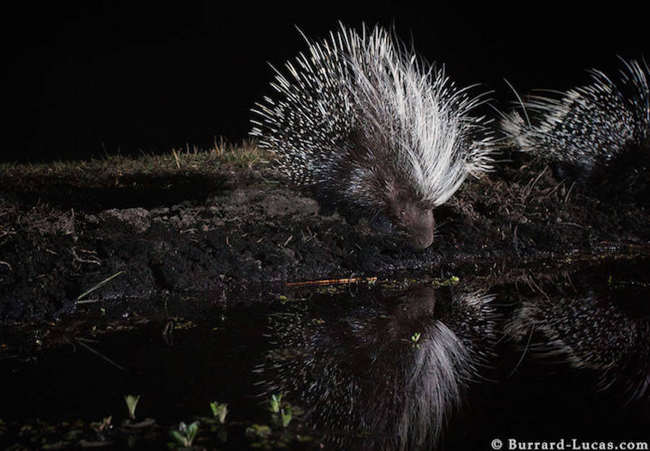 星空下野性畢露!非洲動物的半暝仔外拍