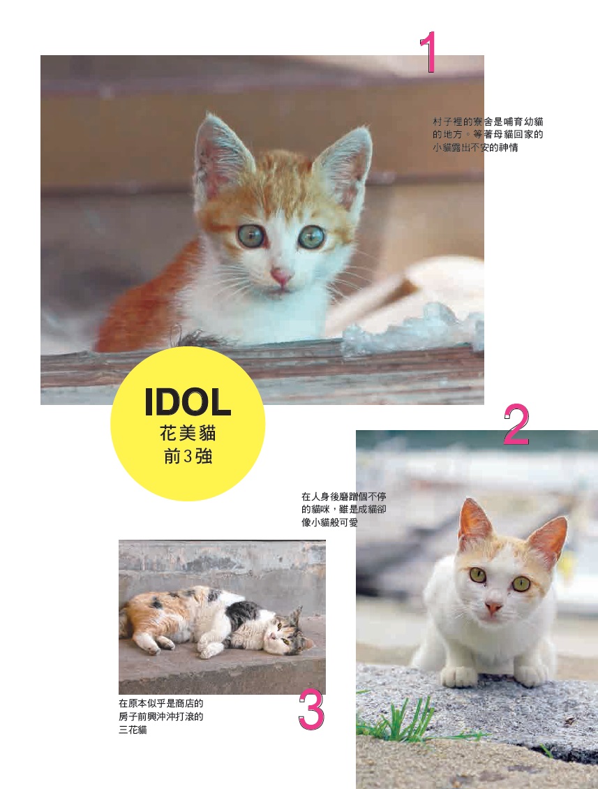 來去日本離島找貓玩！12座貓島，說走就走毫不遲疑！