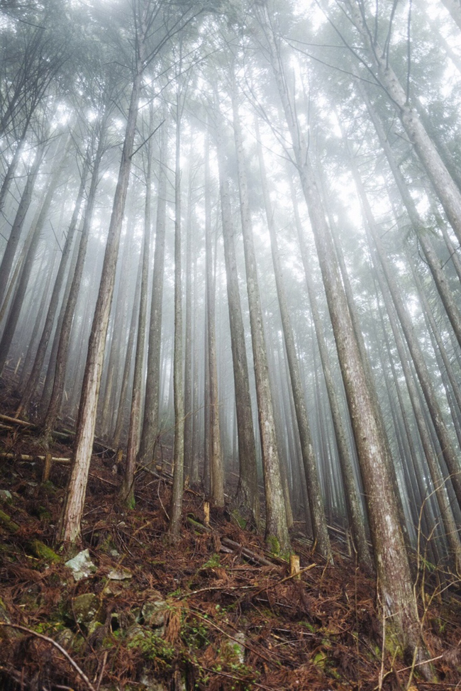 Koya Bound:一本沉浸千年虔誠之道的攝影集