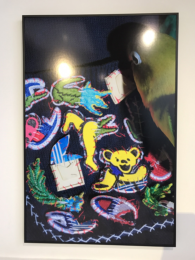 都市中的自然生態攝影 關於大野真人的「動」物寫真