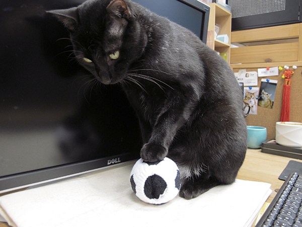 【生活玩物】哥穿的不是襪子，是品味：25TOGO 造型球襪