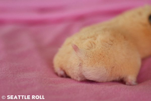 療癒新星！日本 Twitter 近期最流行的倉鼠屁屁