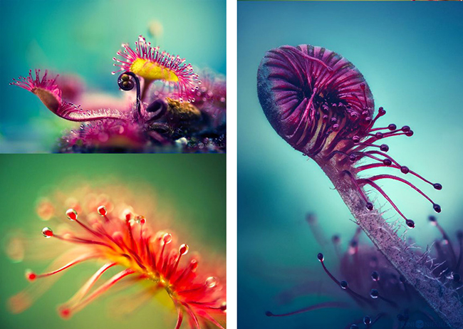 春夏居家除蟲幫手!4 種常見食蟲植物