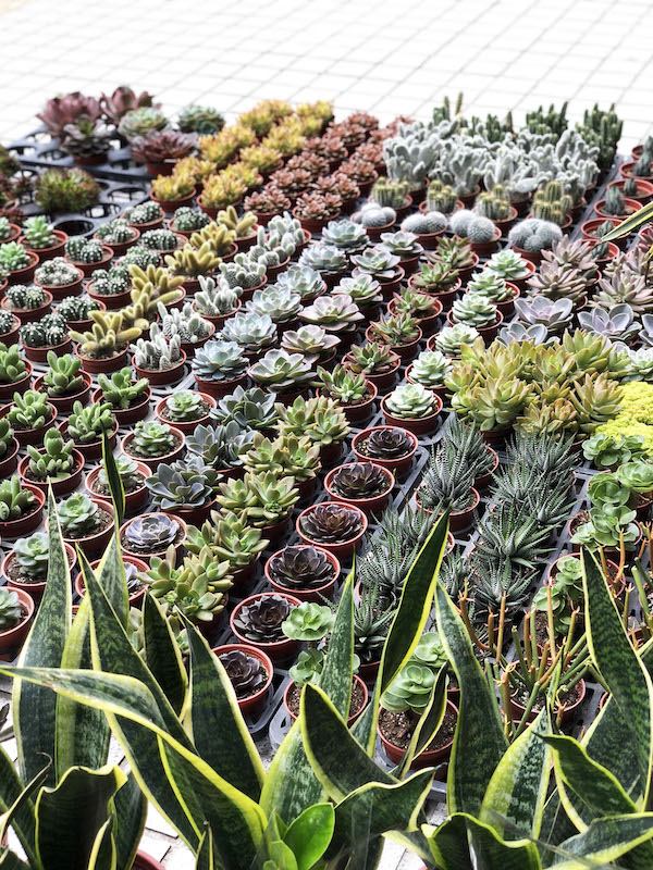 肉食主義者follow me！假日玩樂特搜4家微風南山超強「肉」店