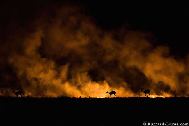星空下野性畢露!非洲動物的半暝仔外拍