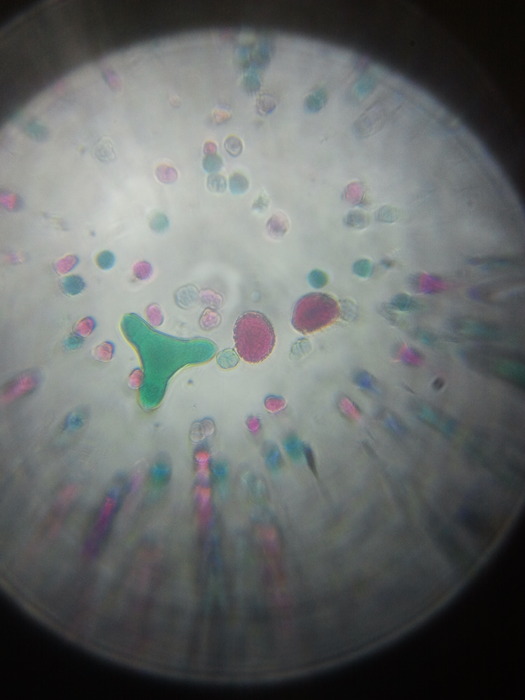 照相放大 15 倍！超輕薄的手機專用微距攝影鏡片