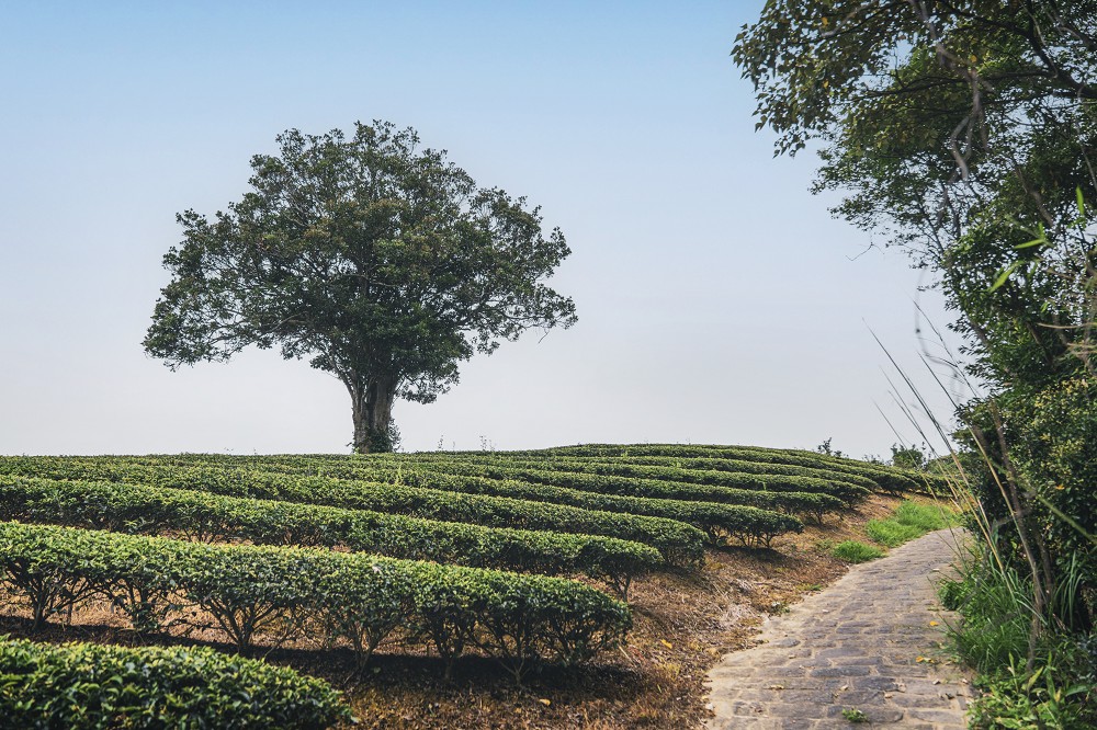 2023浪漫台三線藝術季亮點!巨型穿山甲、石虎雕塑20+藝術裝置、設計作品