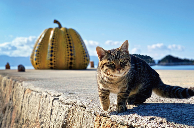 電影劇照攝影、療癒街貓攝影、大事件新聞攝影...... 2020 開年最完整的主題攝影，盡在 SKM PHOTO 新光三越國際攝影聯展！