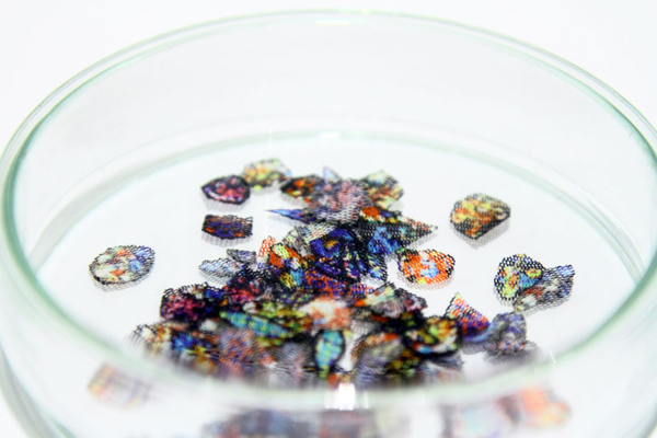 毛毛蟲的服裝秀，利用華服幫簑衣蟲造衣