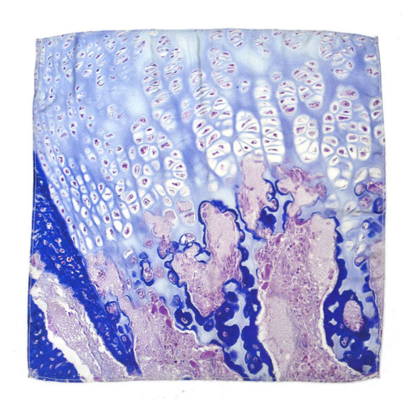 把人體器官圍在身上，器官組織花紋絲巾