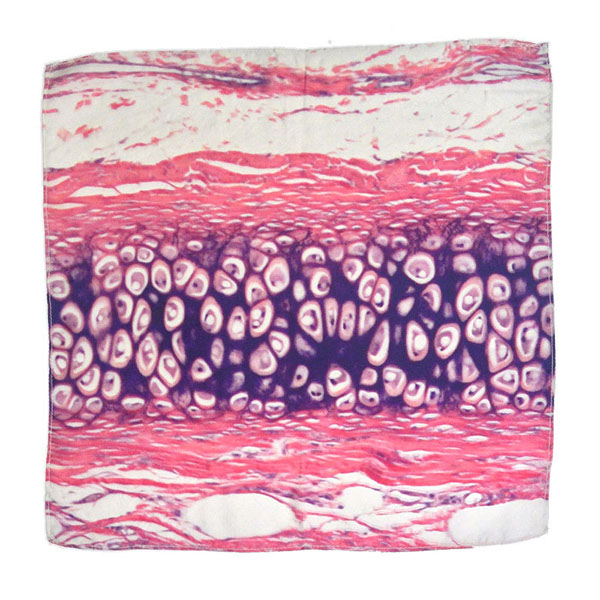 把人體器官圍在身上，器官組織花紋絲巾