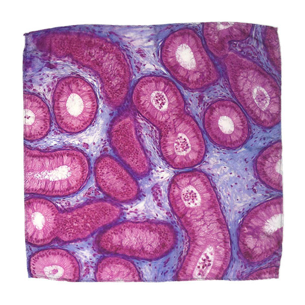 把人體器官圍在身上，器官組織花紋絲巾