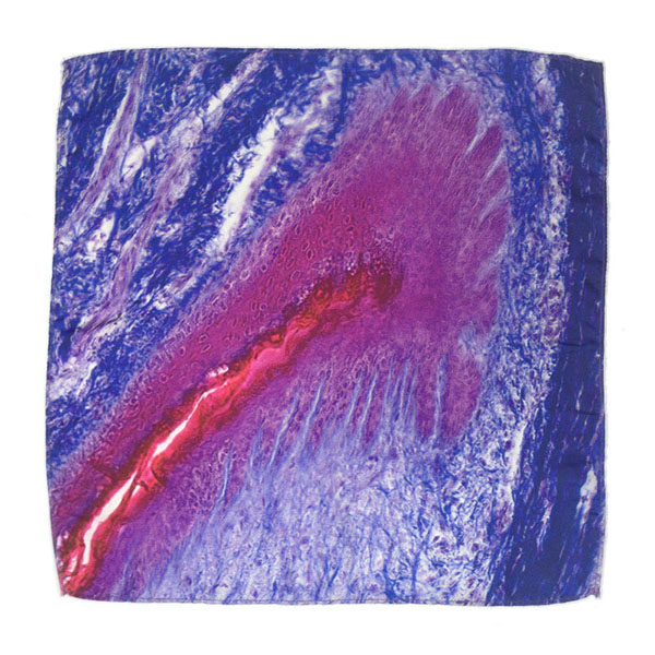 把人體器官圍在身上，器官組織花紋絲巾