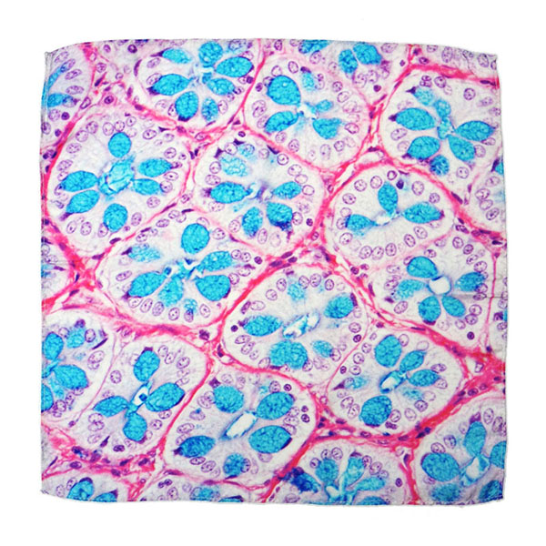 把人體器官圍在身上，器官組織花紋絲巾