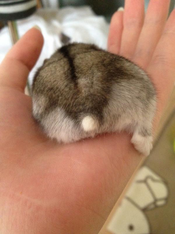 療癒新星！日本 Twitter 近期最流行的倉鼠屁屁