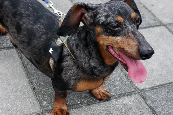 再好動的寶貝都能顧ㄉㄧㄠˊㄉㄧㄠˊ(台),BeLuvv 聰明防走失配件